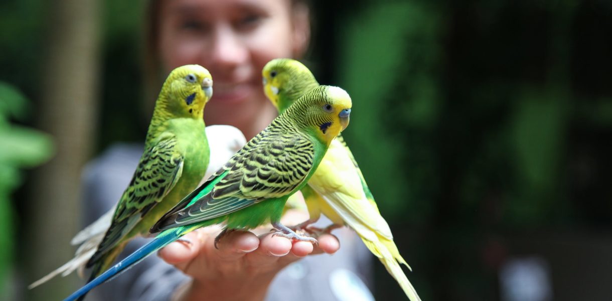 7 Gründe, warum Vögel großartige Begleiter für das richtige Zuhause sind