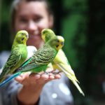 7 Gründe, warum Vögel großartige Begleiter für das richtige Zuhause sind