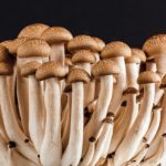 Wie lange sind Pilze haltbar?